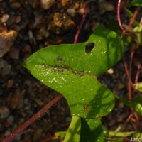 Ipomoea sagittifolia Burm.f.